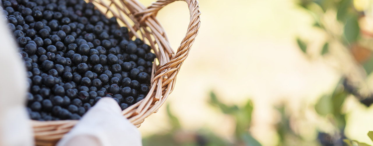 hand carrying a basket filled with aronia