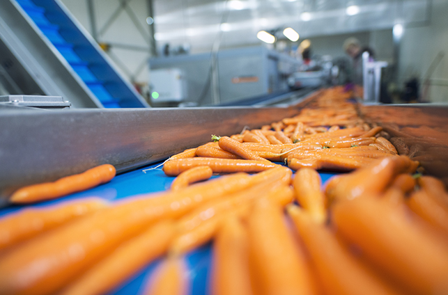 carrots washed on conveyor belt in factory