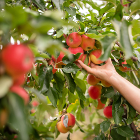 Hand harvesting apples in field