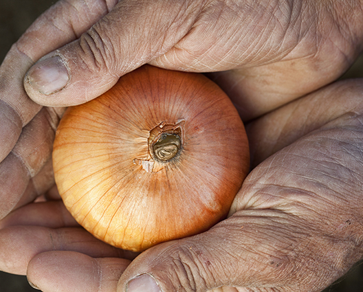 farmer's hand holding a freshly picked onion