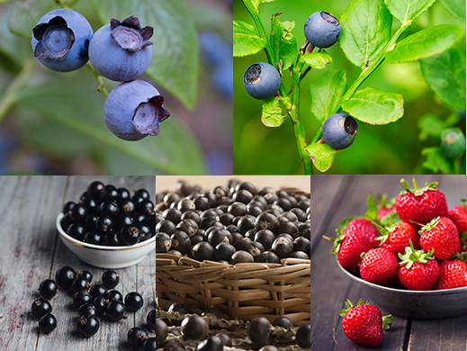 Antioxidants from acai, bilberry, blackcurrant, blueberry and purple carrot 