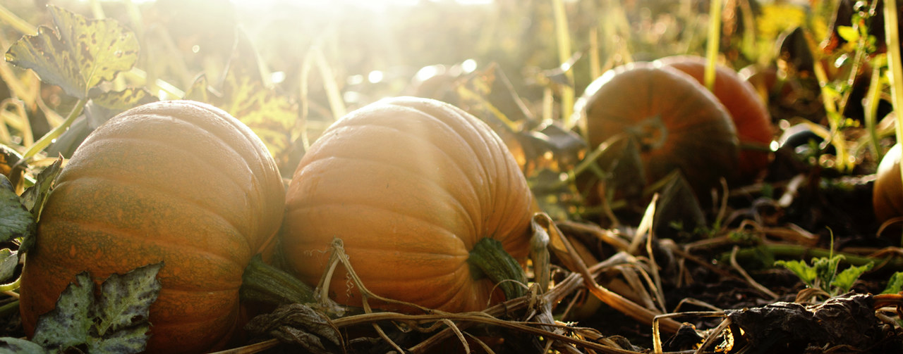 Pumpkins ripening in a sunny autumn field
