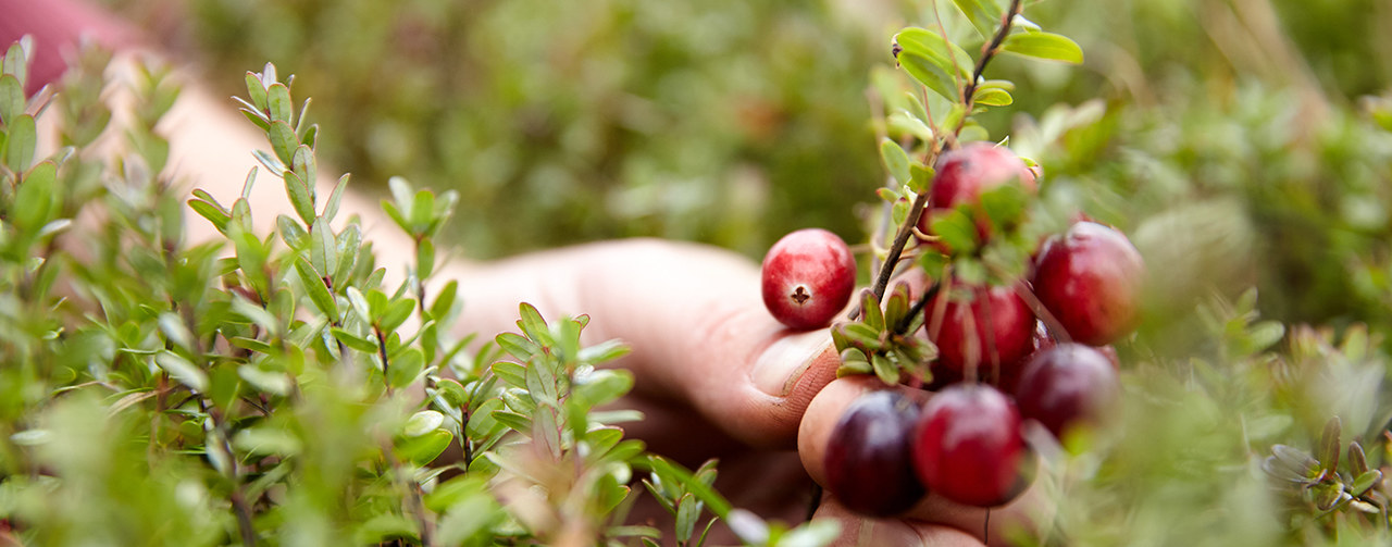 Hand holding cranberry branch