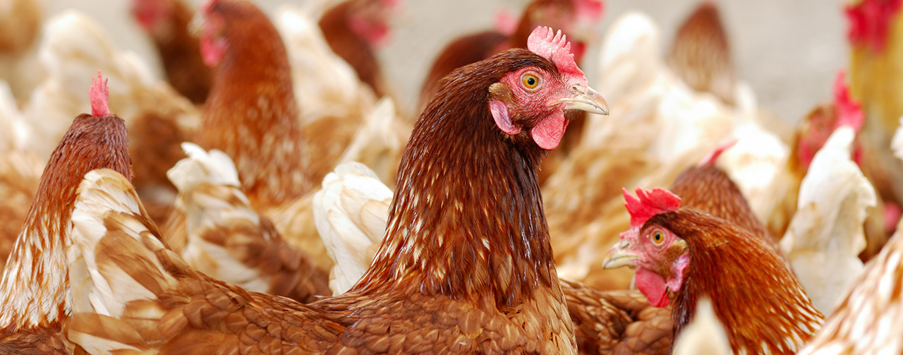 outdoor enclosure filled with chickens