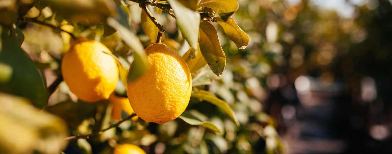 Lemon fruit on branch in field