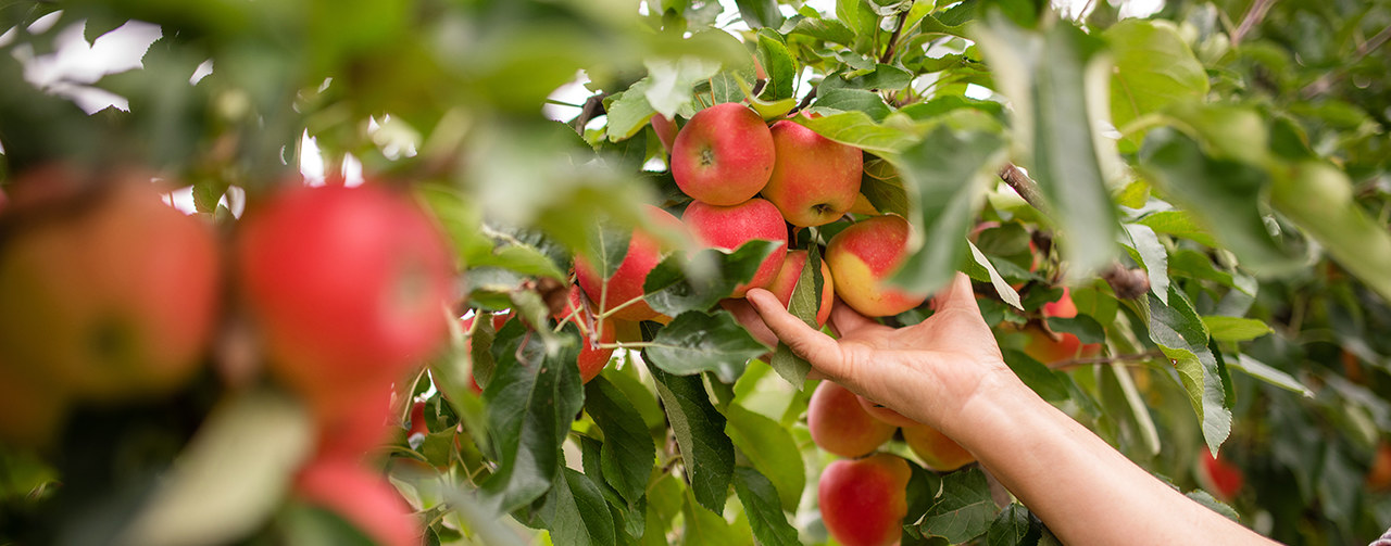 Hand harvesting apples in field