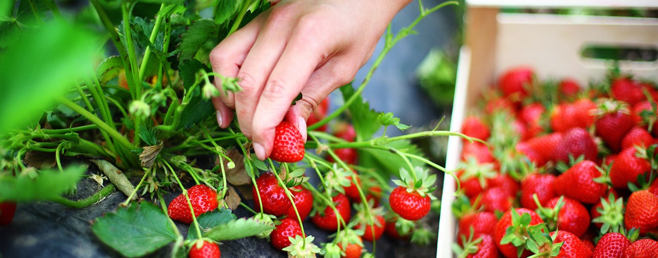 Hand harvesting strawberry