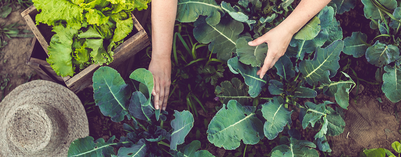 Young Woman Harvesting Home Grown Lettuce