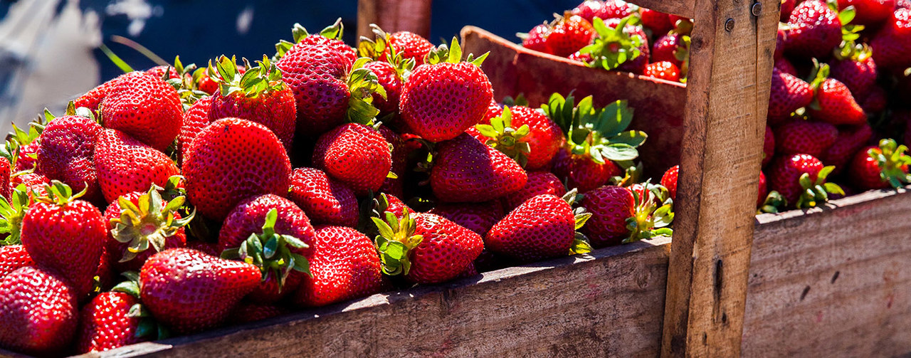 basket filled with freshly picked strawberries