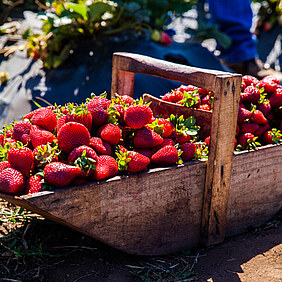 basket filled with freshly picked strawberries