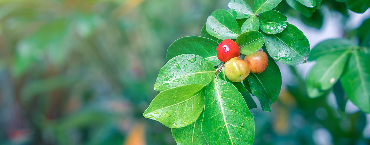 Acerola tree fruit in field