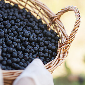 woman harvesting aronia in a wicker basket