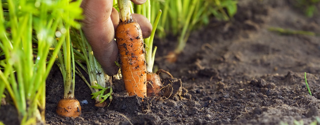 farmer harvesting fresh carrot