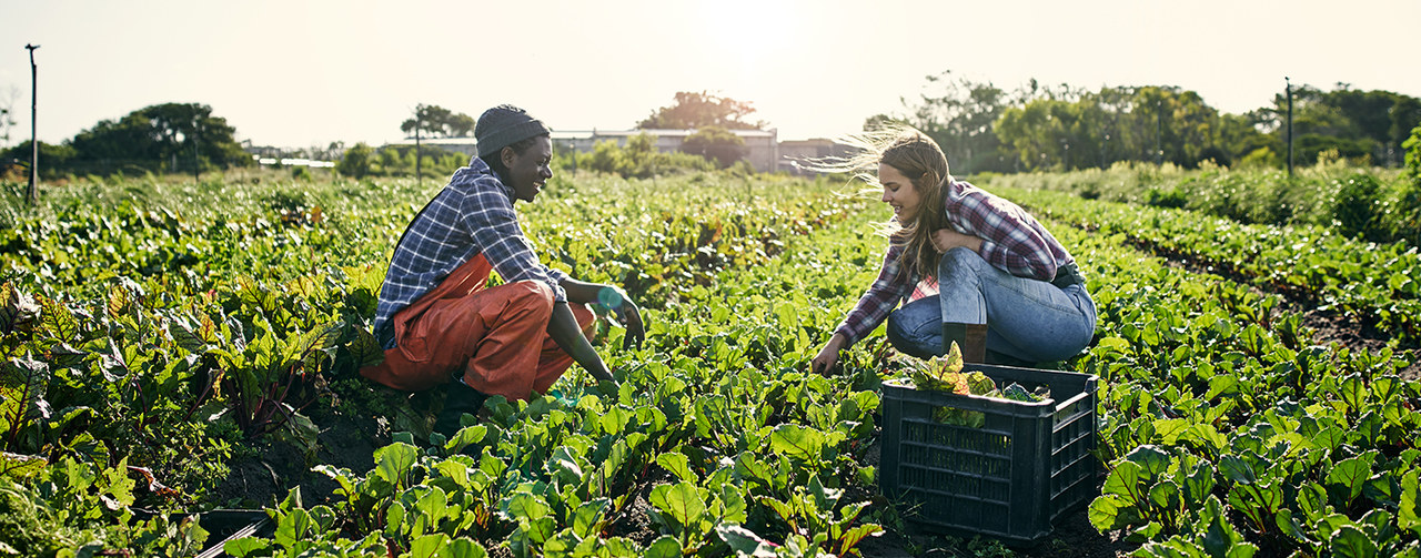 Shot of a young man and woman picking organically grown vegetables on a field