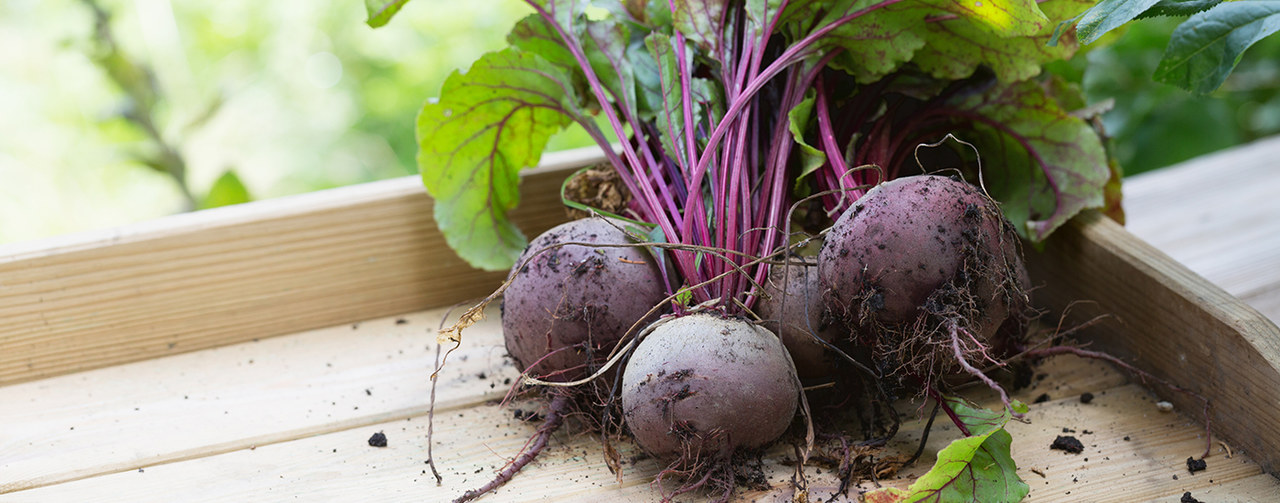 wooden crate with freshly picked red beets