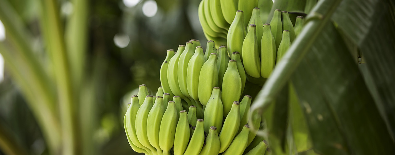 A Bunch Of Ways To Sell More Organic Bananas - Produce Business