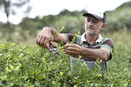 Diana Food launches the first clean label, organic and fair trade acerola powder