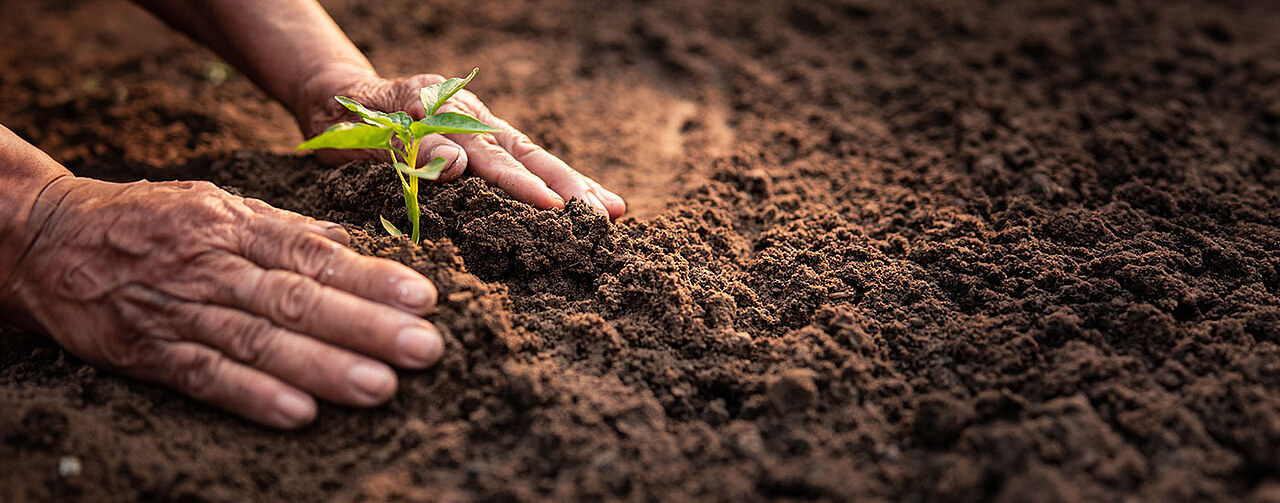 farmer hands planting on field, close up fresh soil