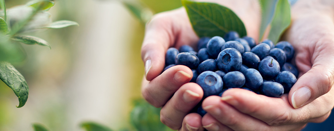 Woman harvesting blueberry 