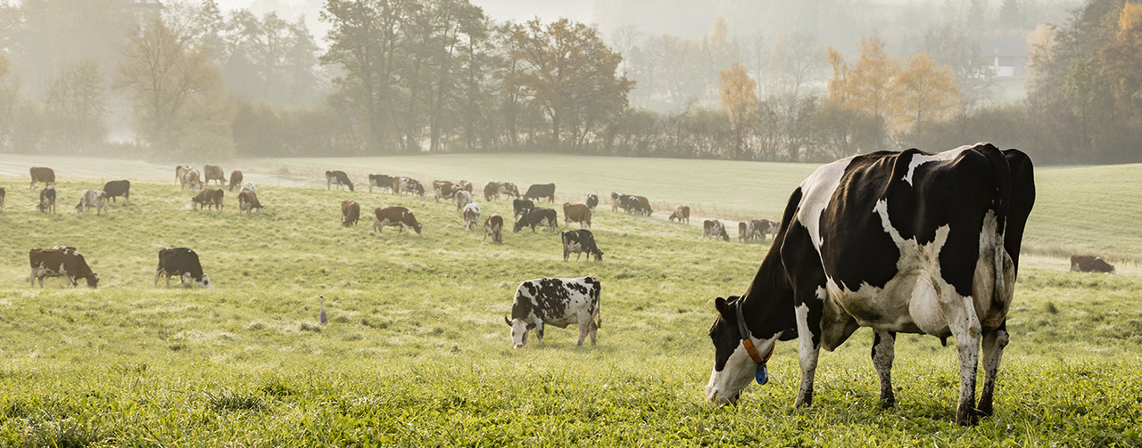 ed and black Holstein cows are grazing on a cold autumn morning on a meadow