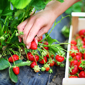 Hand harvesting strawberry