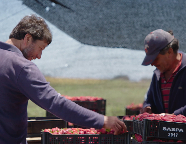 Farmers harvesting strawberries