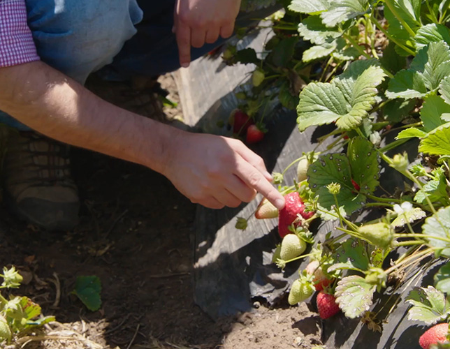 Farmer harvesting fresh strawberry