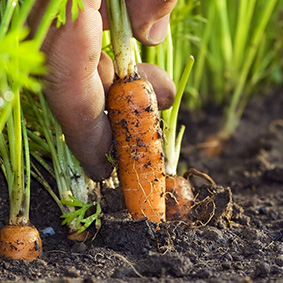 farmer hand harvesting fresh carrot