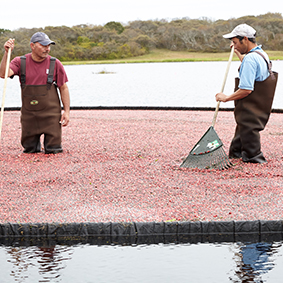 Men harvesting cranberries 