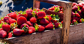 basket full of fresh strawberries 