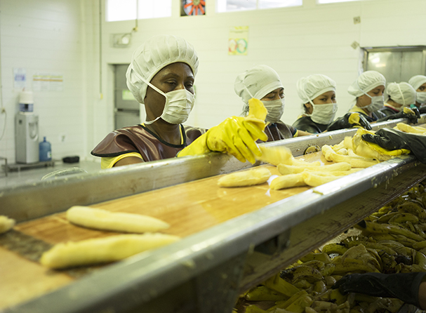 Women working in a factory in bananas