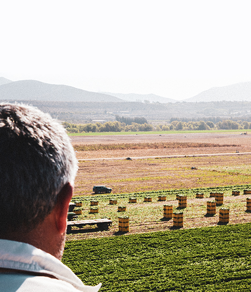 man from behind looking at celery field