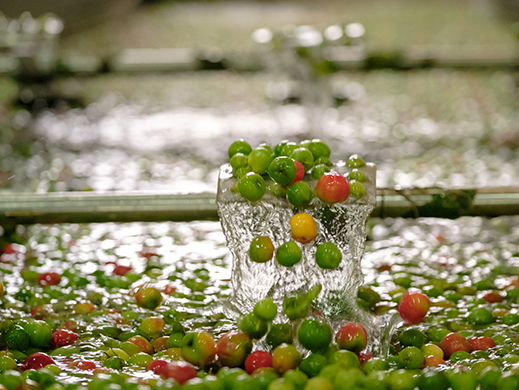 water washed acerola in a factory