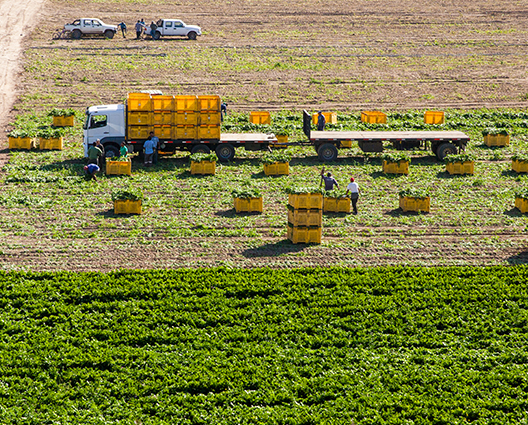 Harvesting Celery in field