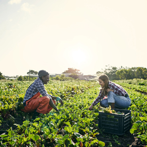 Shot of a young man and woman picking organically grown vegetables on a field