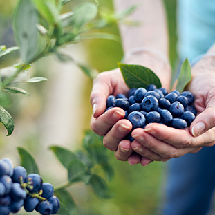 Woman harvesting blueberry 