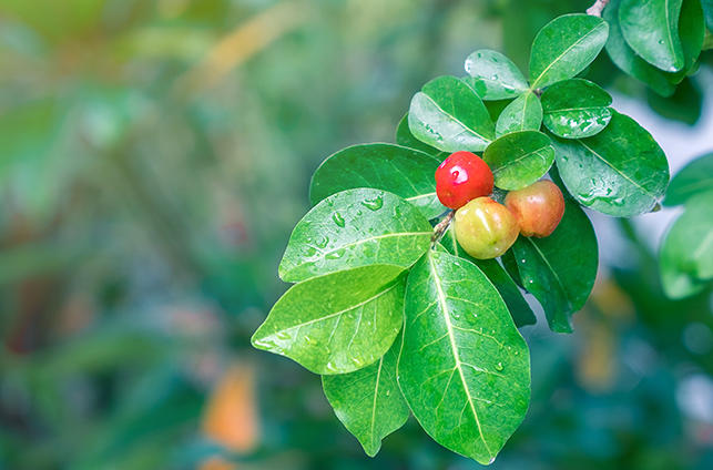 Acerola tree fruit in field