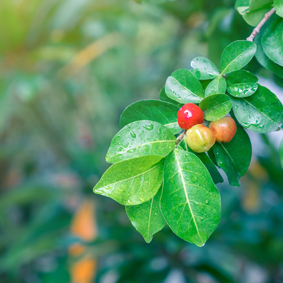 Acerola tree fruit in field