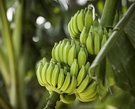 Banana fruit tree