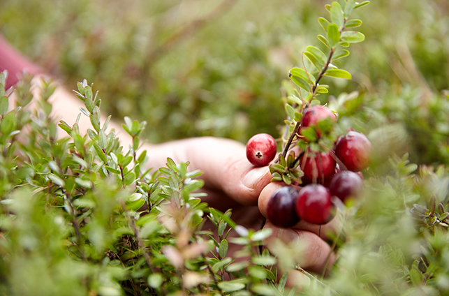 farmer's hand holding a branch of cranberry
