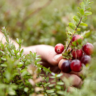 farmer's hand holding a branch of cranberry