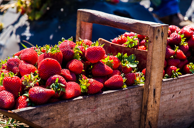 basket filled with freshly picked strawberries