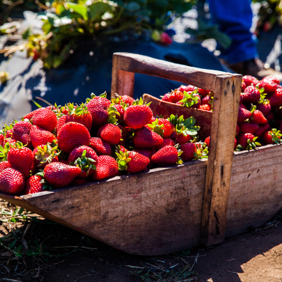 basket filled with freshly picked strawberries