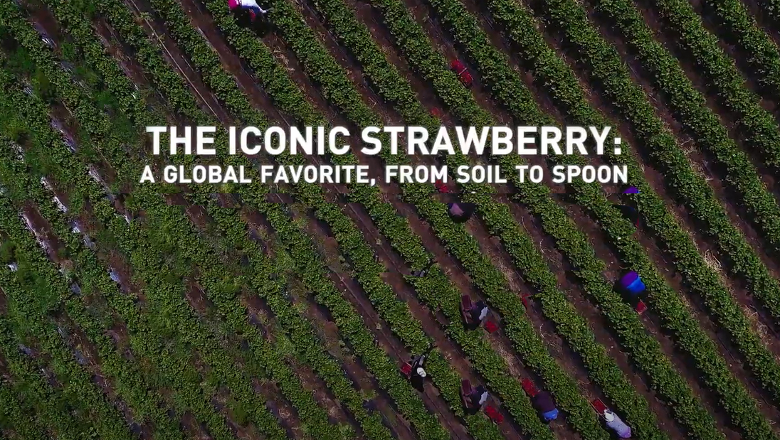 Farmer harvesting fresh strawberry in Chile