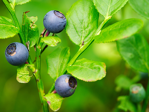 Bilberry 