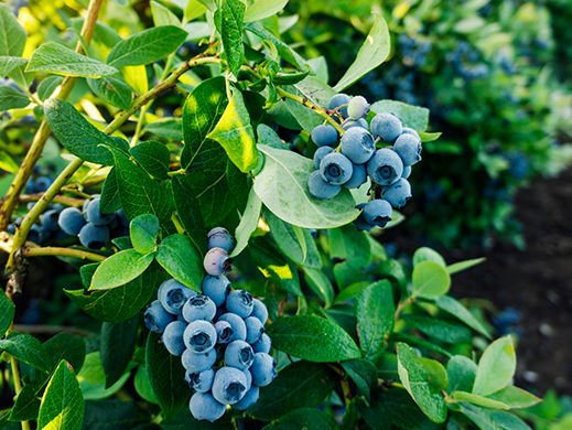 Wild blueberries tree in field