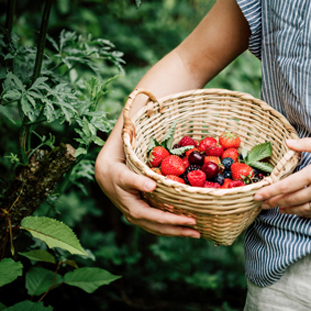 Hands holding baskets of berries