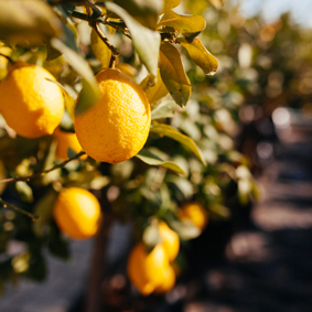 Lemon fruit on branch in field