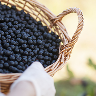 woman harvesting aronia in a wicker basket