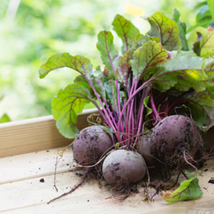 wooden crate with freshly picked red beets